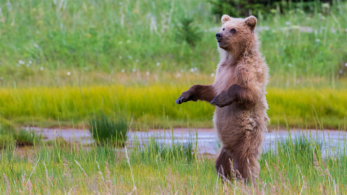There is a bear standing on its back legs with one front paw in the air.