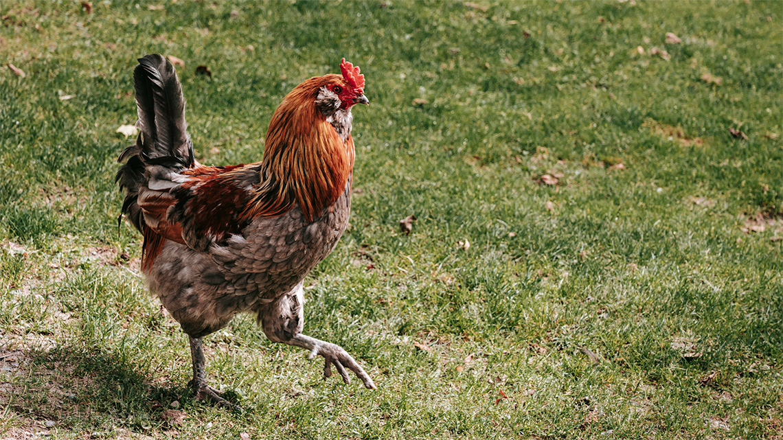 There is a chicken, facing the right but looking at the camera.