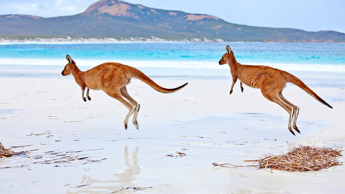 Two kangaroos hopping along a beach. They are pushing off the ground with both their feet at once and leaning forward.