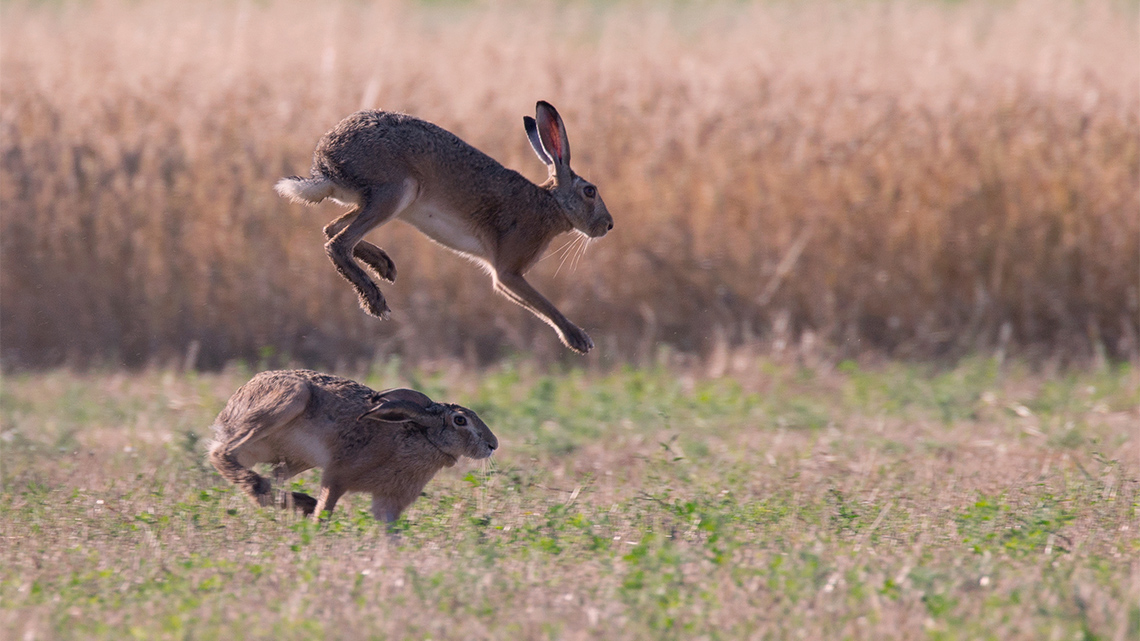 Two rabbits jumping on all fours in a field. One rabbit is jumping over the other rabbit's head.