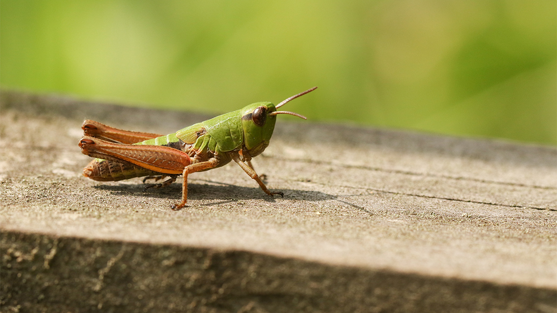 A grasshopper sitting on a rock with its legs bent and tucked against its sides.