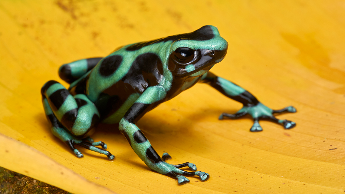 A frog sitting on a leaf. Its back legs are tucked and bent behind it, and its front legs are spaced out ahead of it.