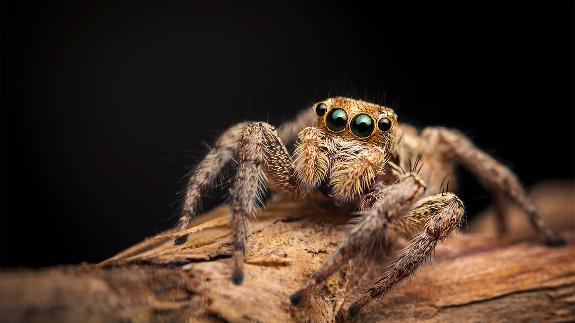 A jumping spider sitting on a branch with its four front legs bent.