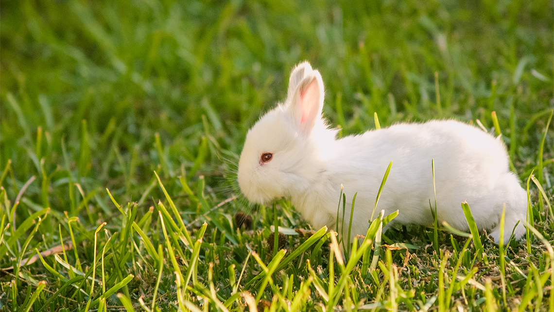 A baby rabbit in the grass walking on all fours.