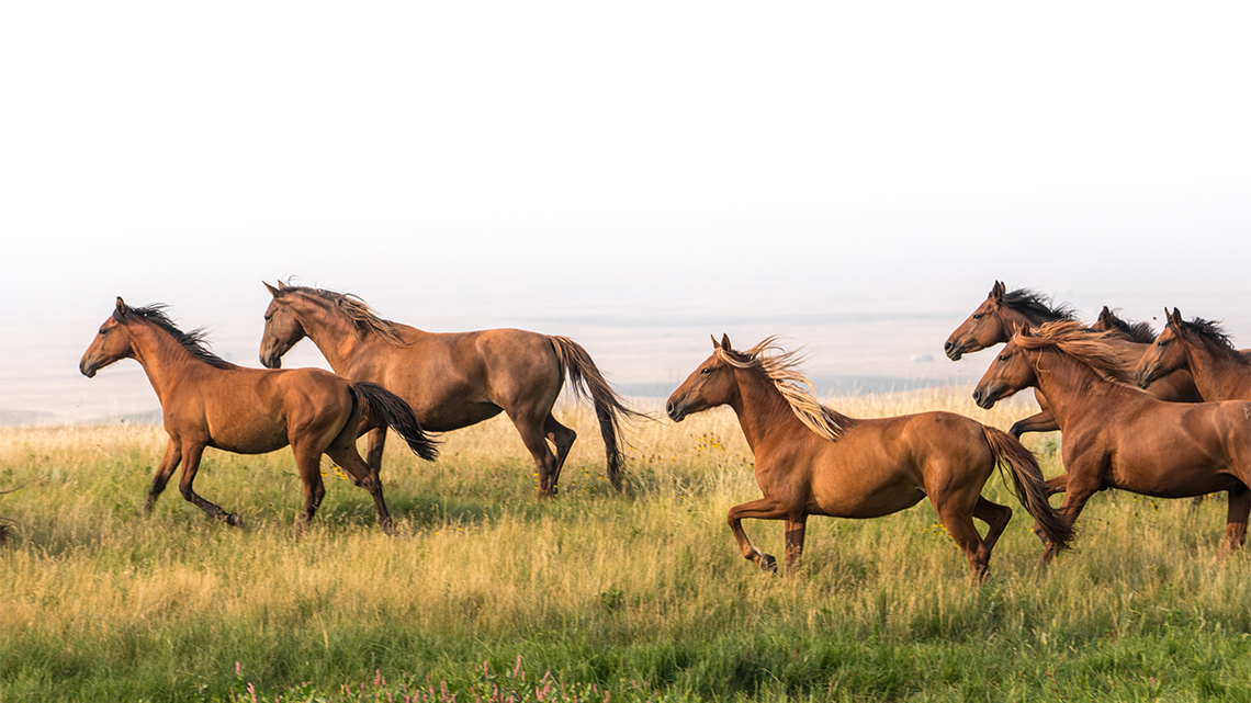 Horses galloping in the grass.