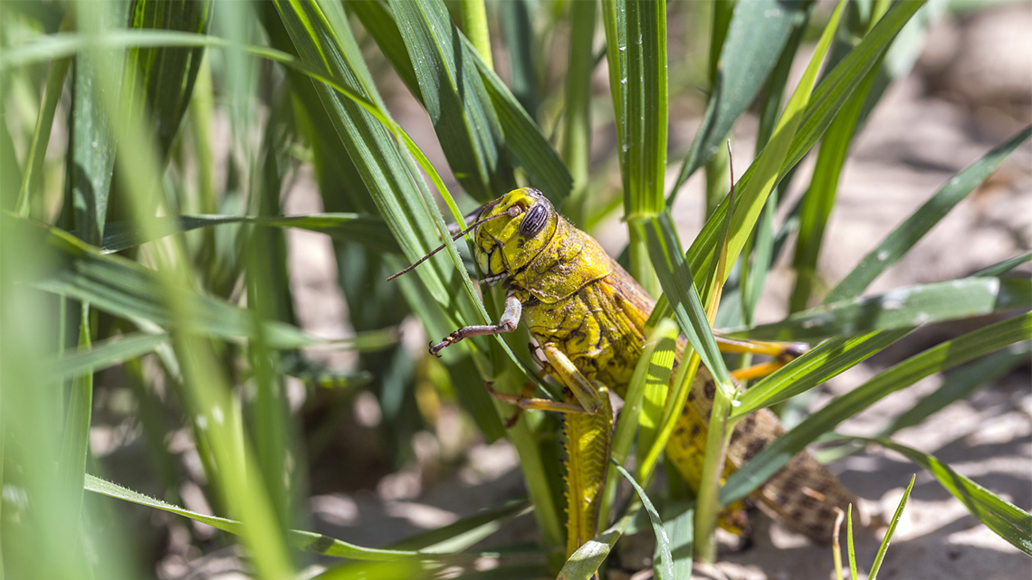 Grasshopper hopping while blending in with the grass.