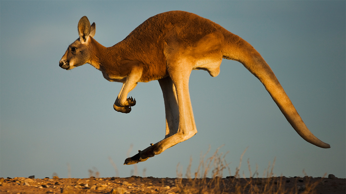 Kangaroo hopping across the plains. The kangaroo hops on its two back legs.