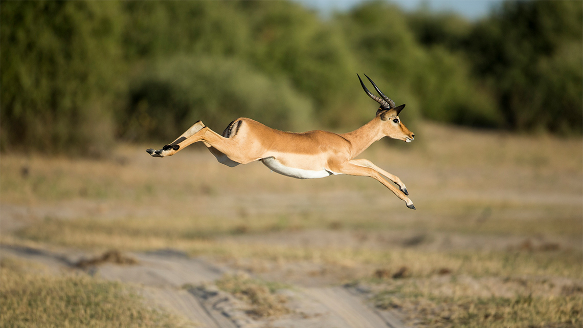 Gazelle leaping across a path. The gazelle leaps using all four legs.