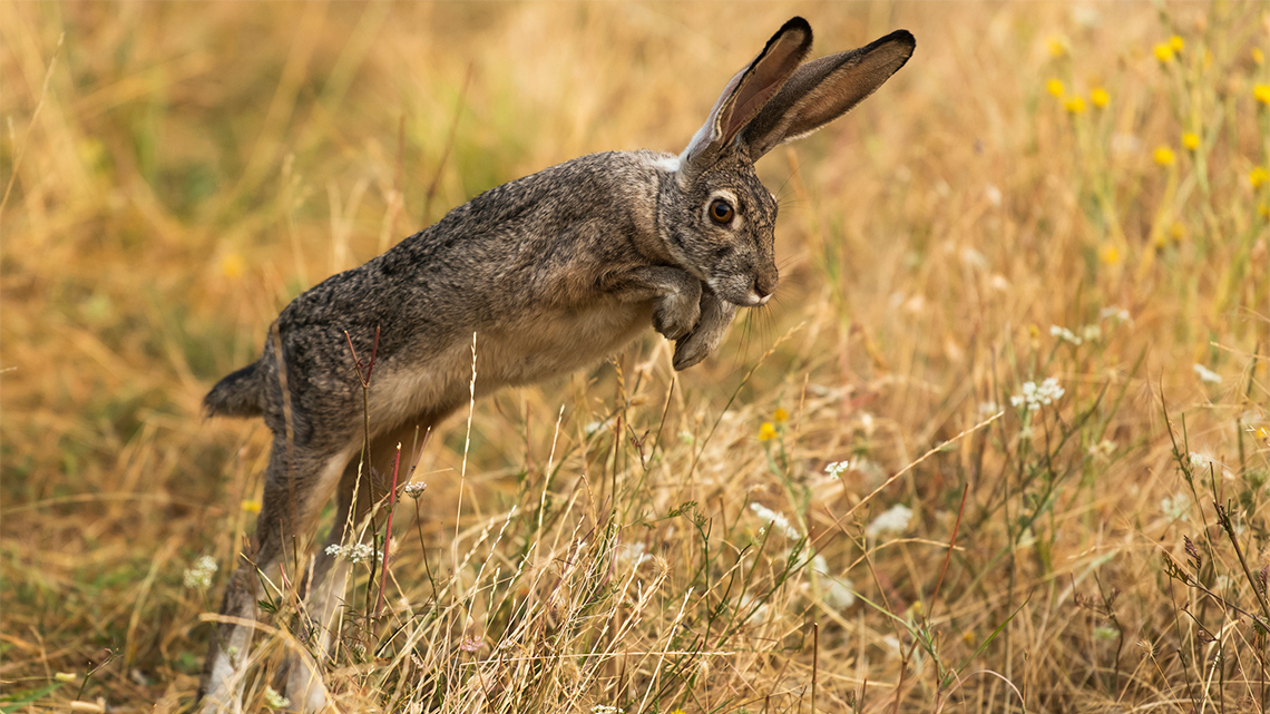 Rabbit jumping through a field. The rabbit uses his back legs to takeoff.