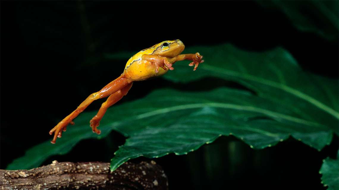 A frog leaping into the air with its front legs outstretched.