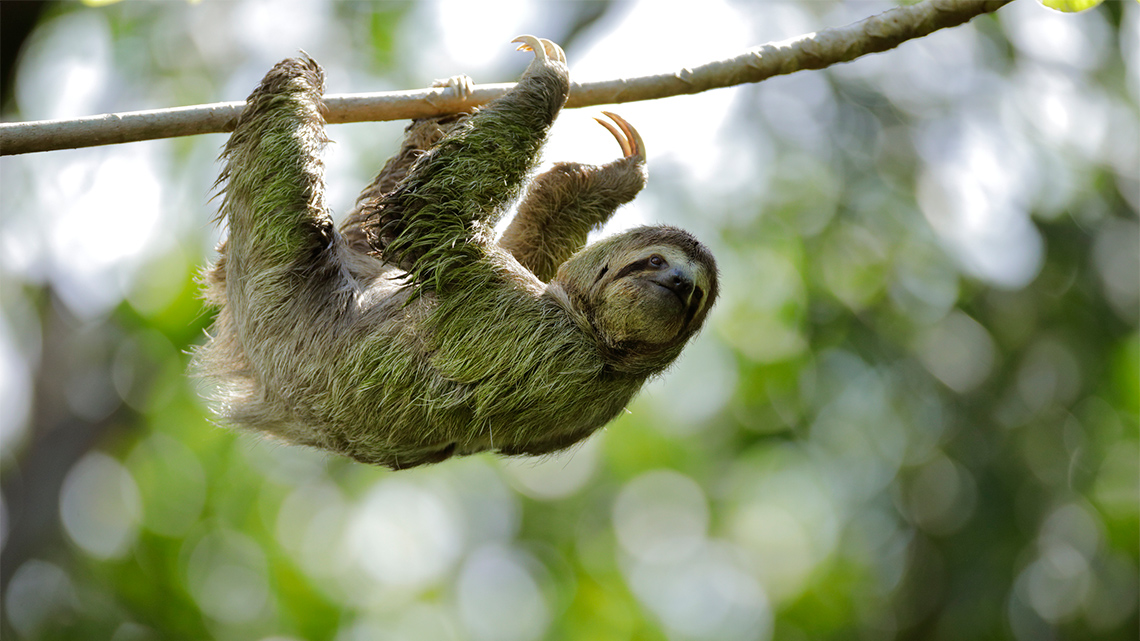  A sloth hanging upside down from a tree.