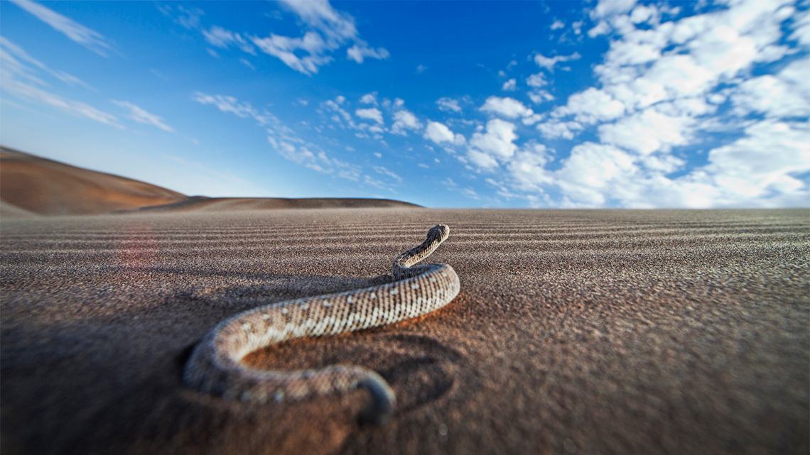 A snake slithering in the sand.