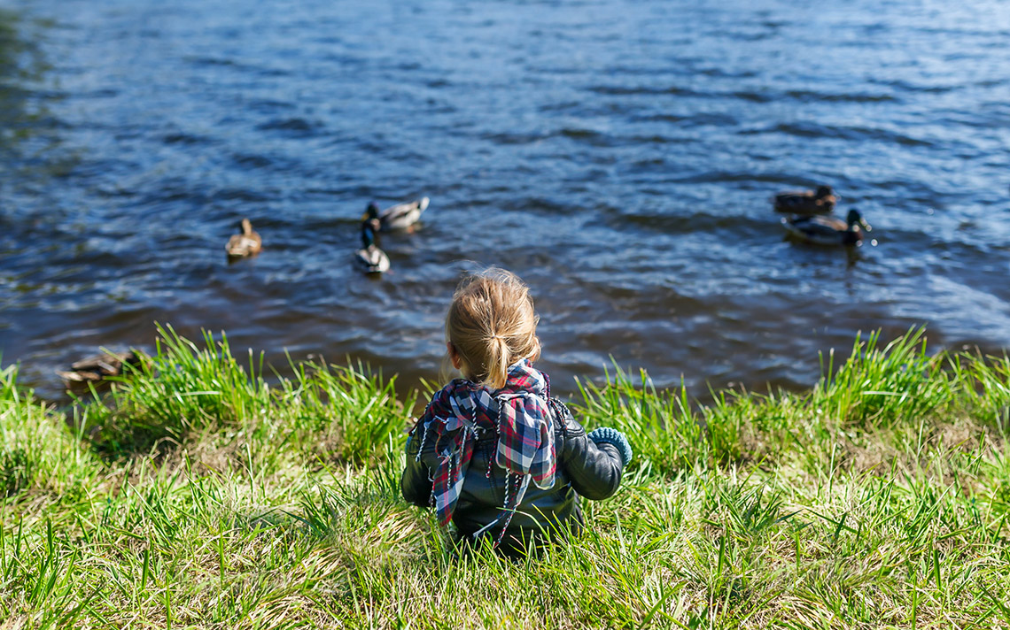 A child sitting near a pond with ducks in it.