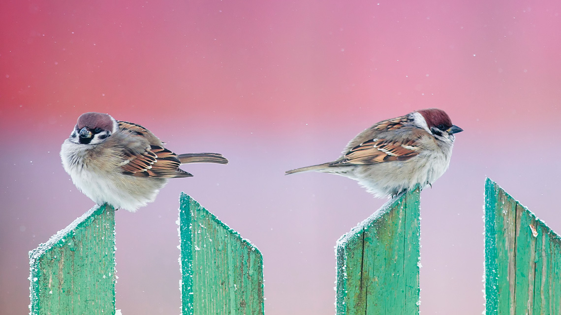Two birds rest on a fence.