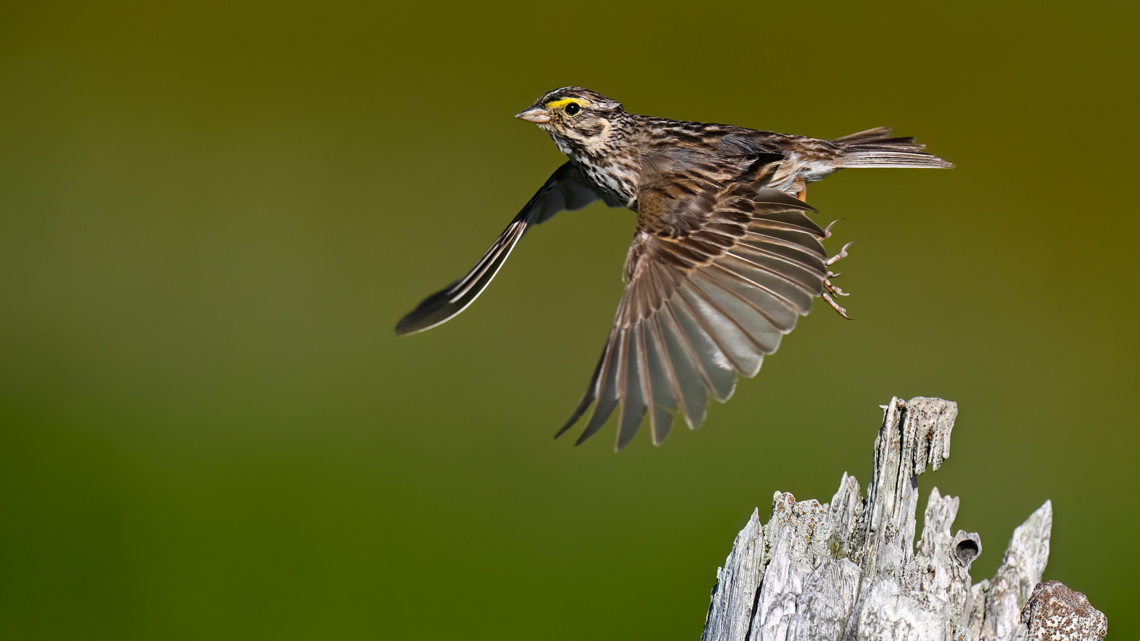 A bird is flying off a tree.