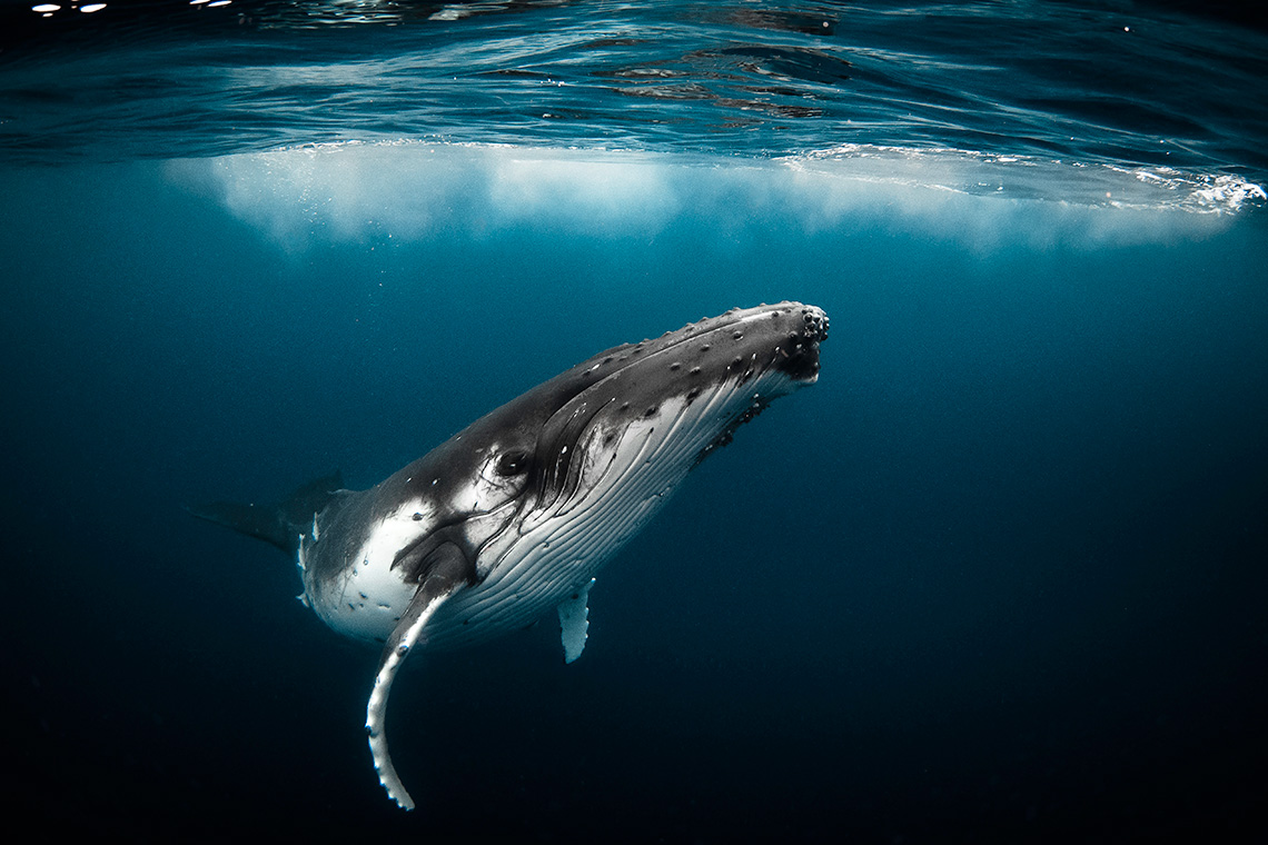 A whale.
