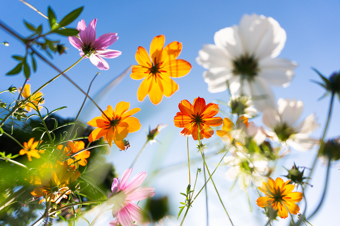 A collection of flowers.