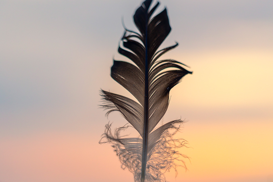 A bird feather in the sand.