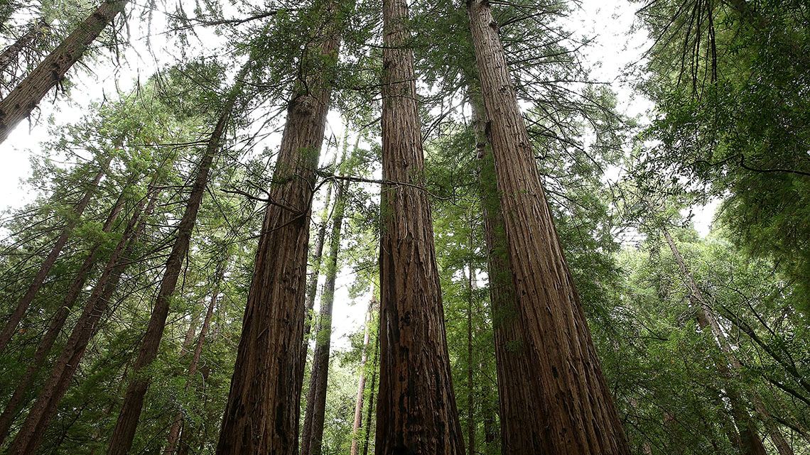Trees in a forest.