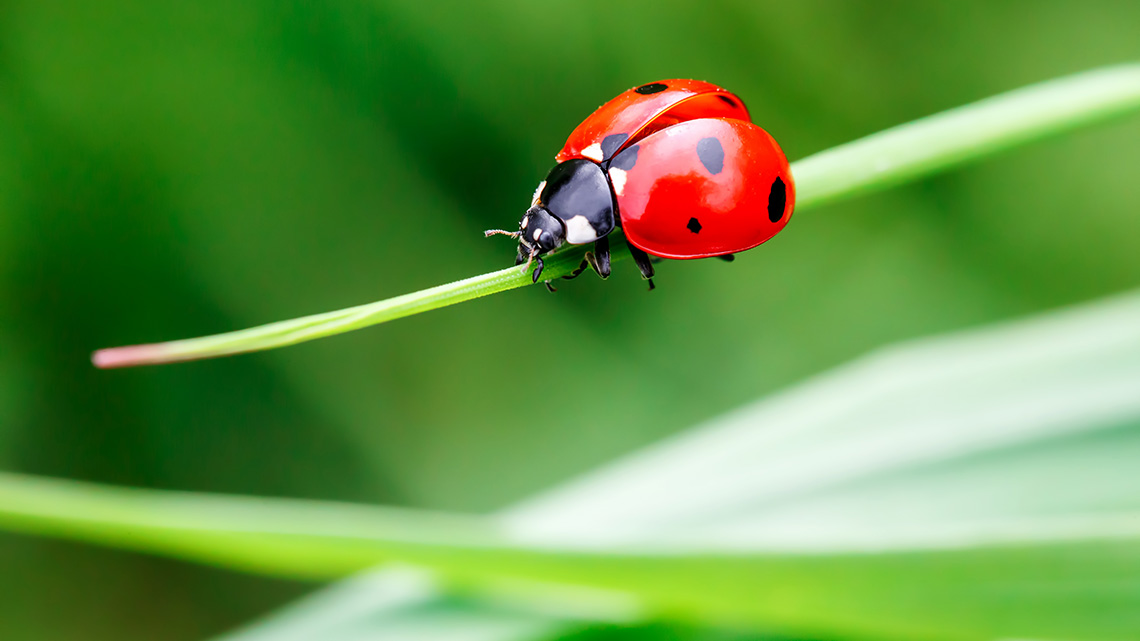 Ladybug in the grass.