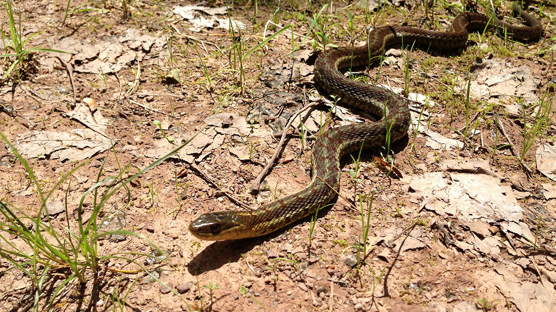 A snake in the grass.