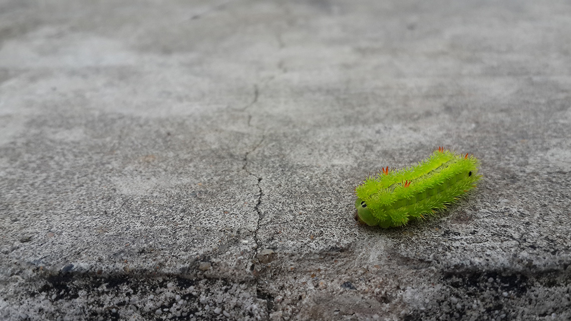 A nettle caterpillar on the ground.