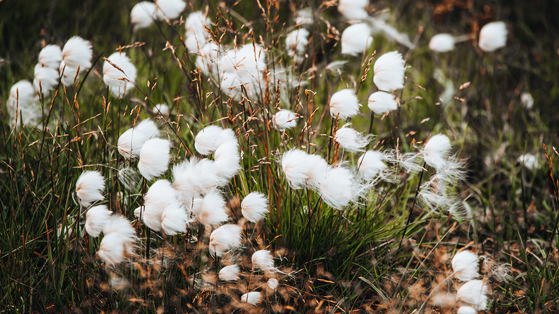 Arctic cotton grass sways in the breeze.