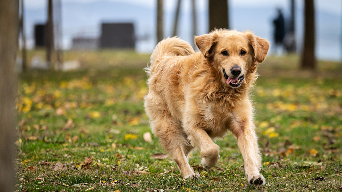 A dog runs across grass.
