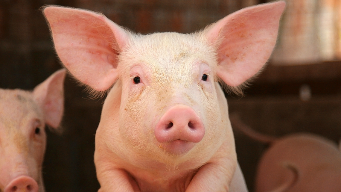 A close-up photograph of a pig.