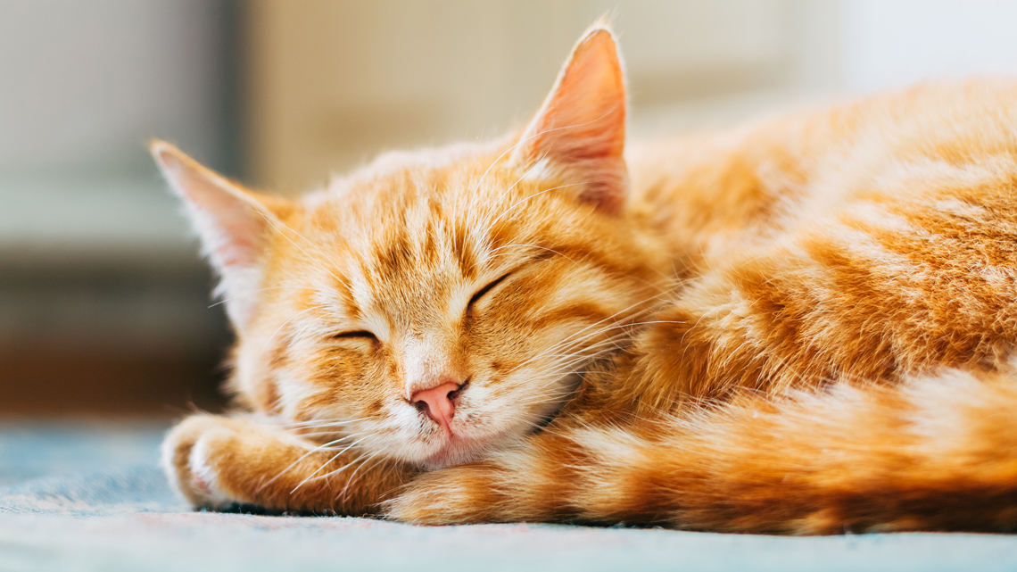 A cat.