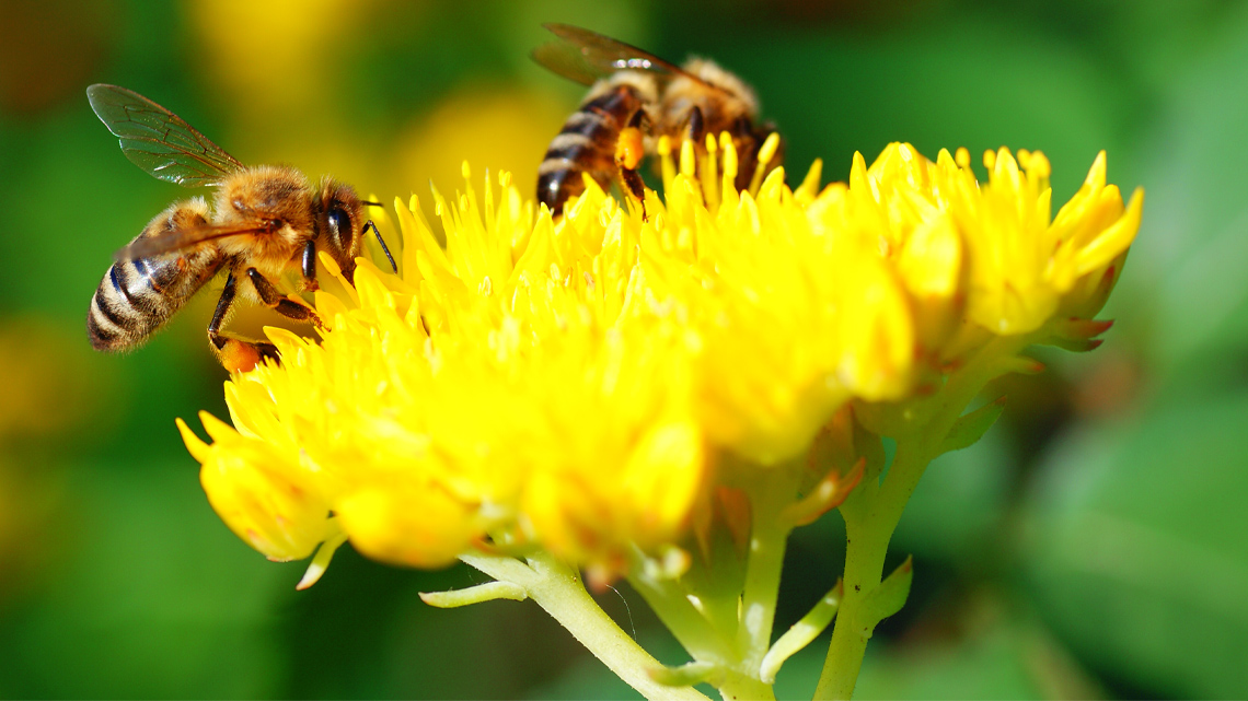 Two bees sitting on a dandelion.