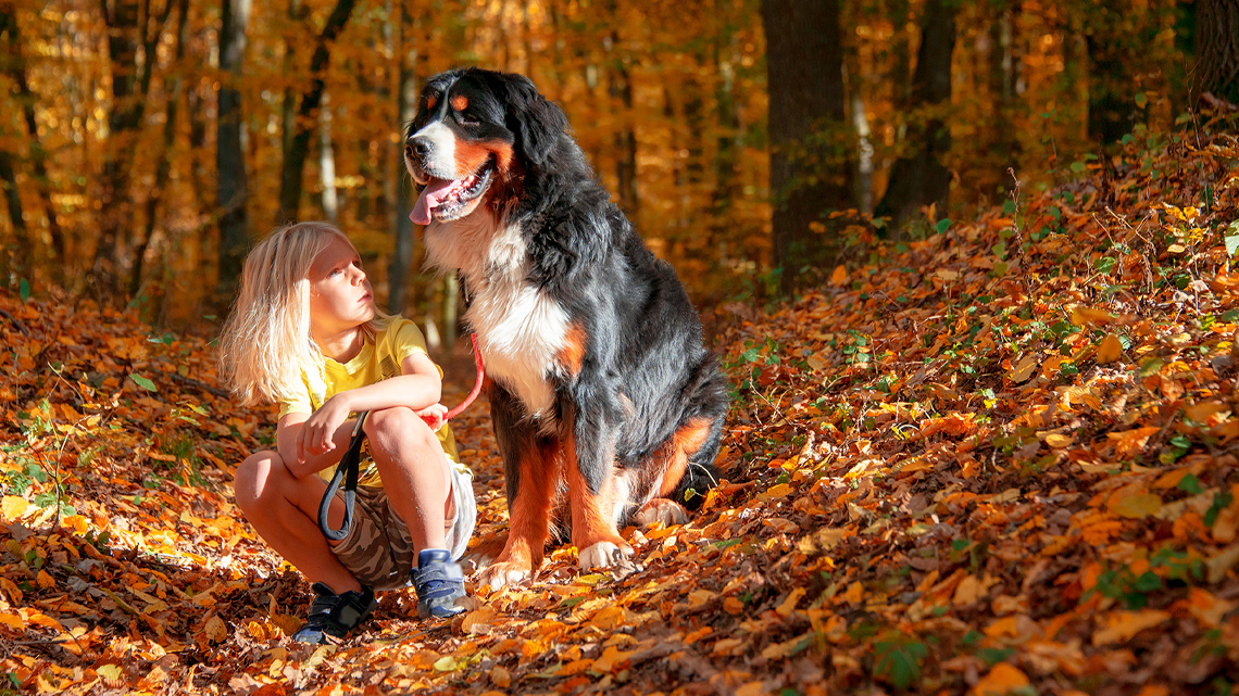 A child and their dog on a path with leaves covering the ground in autumn.