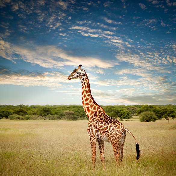 A photograph taken of a giraffe.