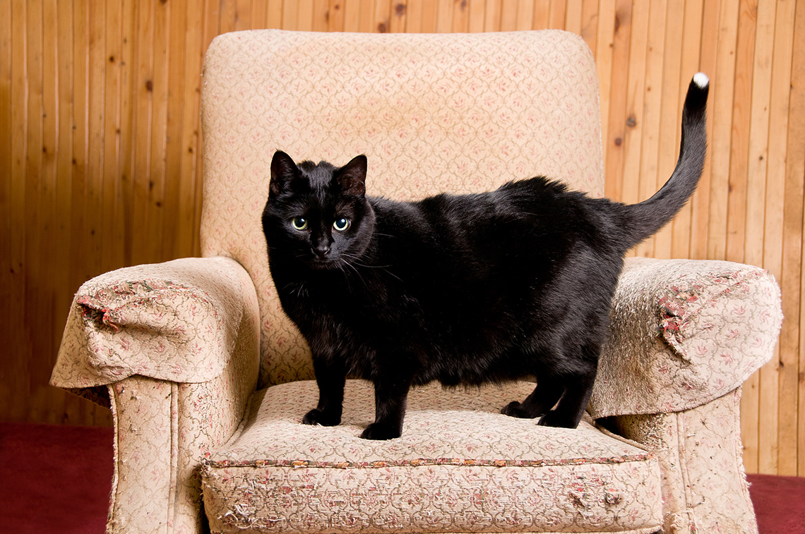 There is a large black cat standing on a chair.
