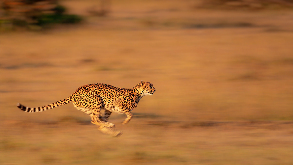 A cheetah running across sand at full speed.