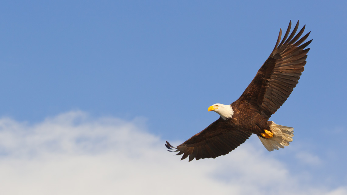 An eagle flying in the sky with its wings spread wide.