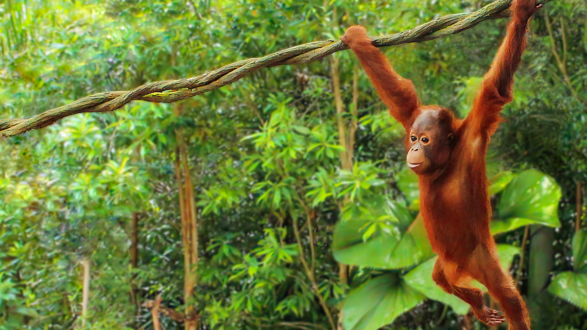 An orangutan in a rainforest hanging from a vine using both of its hands.