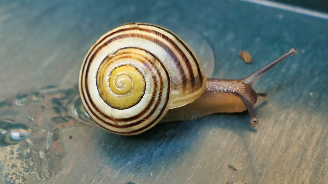 A small slimy animal that has 2 tiny eyes at the end of long skinny tentacles at the front of its body and a hard spiral shell on its back