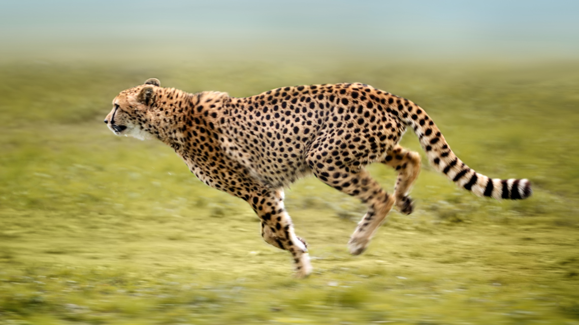A large cat that has yellow fur with lots of black spots and a long tail with black stripes at the end.