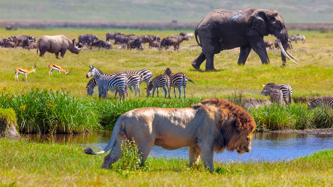 A lion, zebras, antelopes, an elephant, a rhinoceros, and wildebeests near a watering hole in a savannah.
