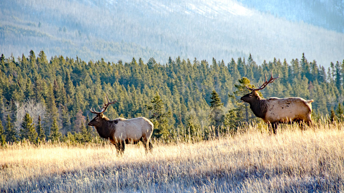 Two elk standing in a mountain field next to a forest.