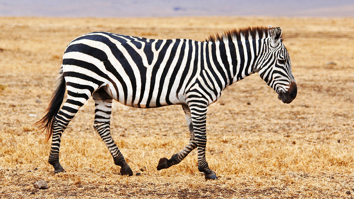 A  large safari animal with four long legs and stripes.