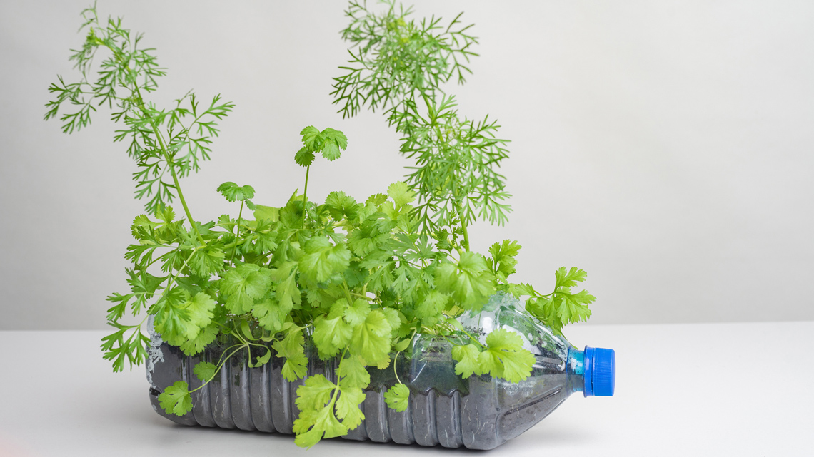 Plants growing out of the cut-out side of a plastic bottle filled with dirt.