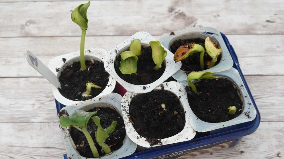 Plants sprouting out of plastic yogurt containers filled with dirt.
