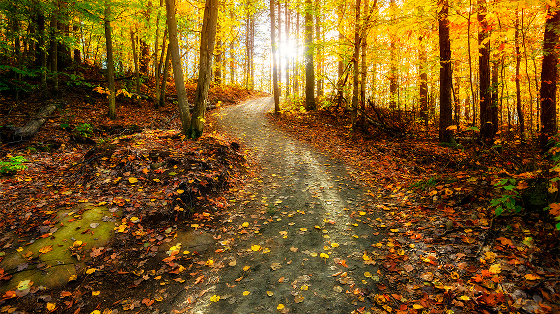 A footpath through a forest covered in fallen leaves. The sun shines through the trees.