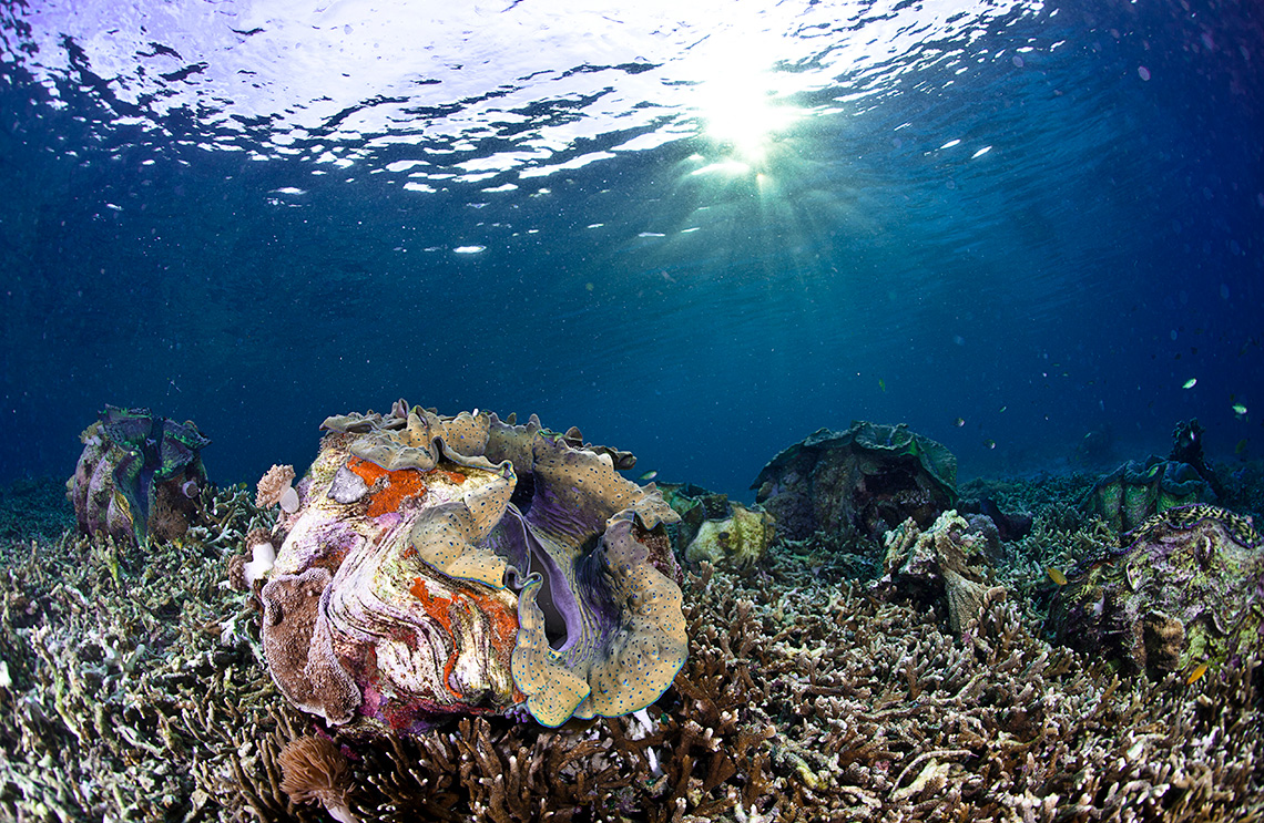 A giant clam opening on the ocean floor.