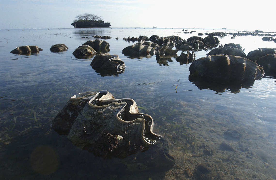 Several giant clams are poking above the water’s surface. Their shells are closed.
