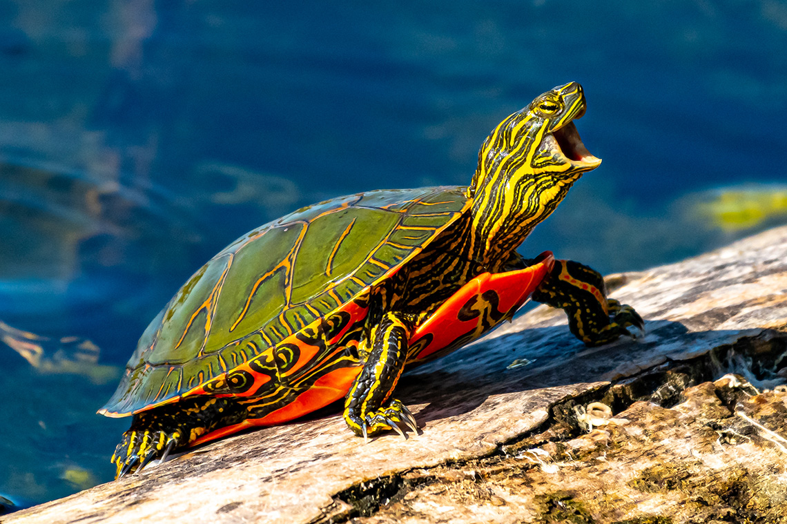 A turtle sitting on a rock beside a body of water.