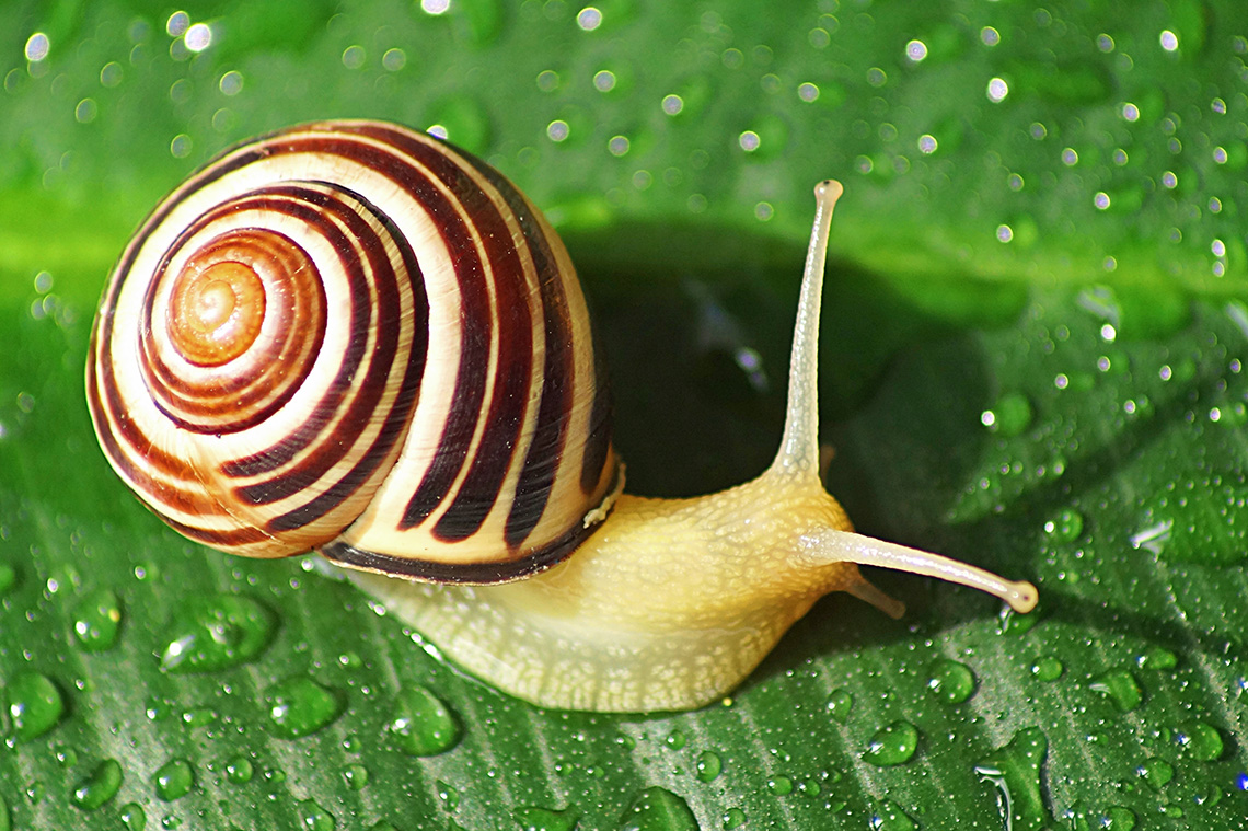 A snail crawling around the surface of a leaf with raindrops all around.