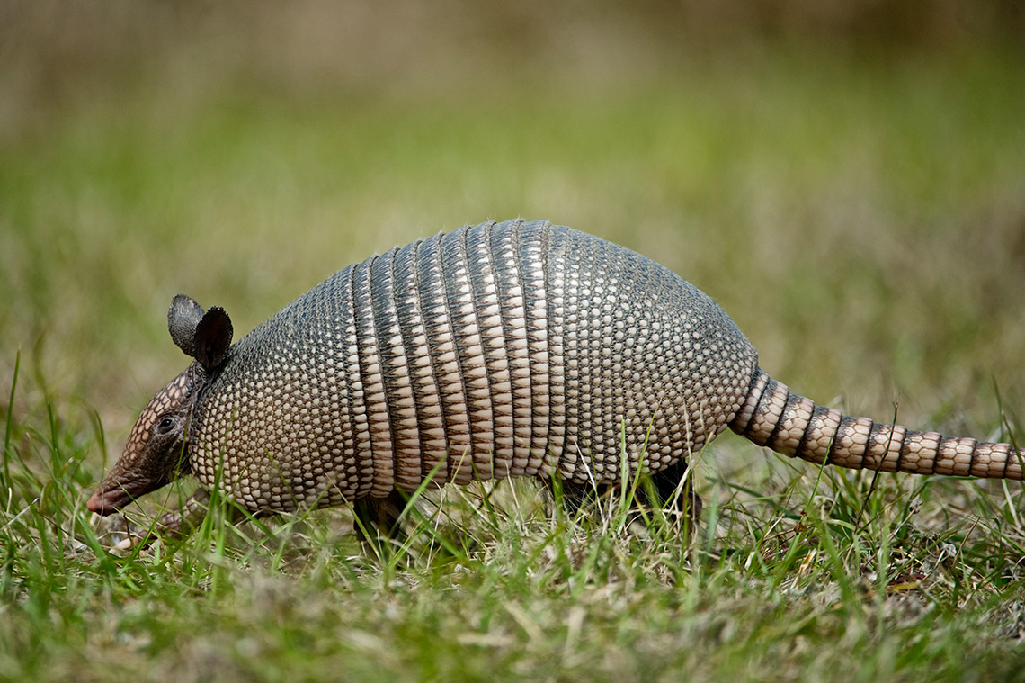 An armadillo walking on some grass.